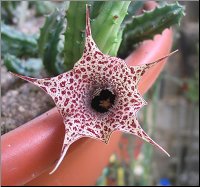 Huernia kirki 